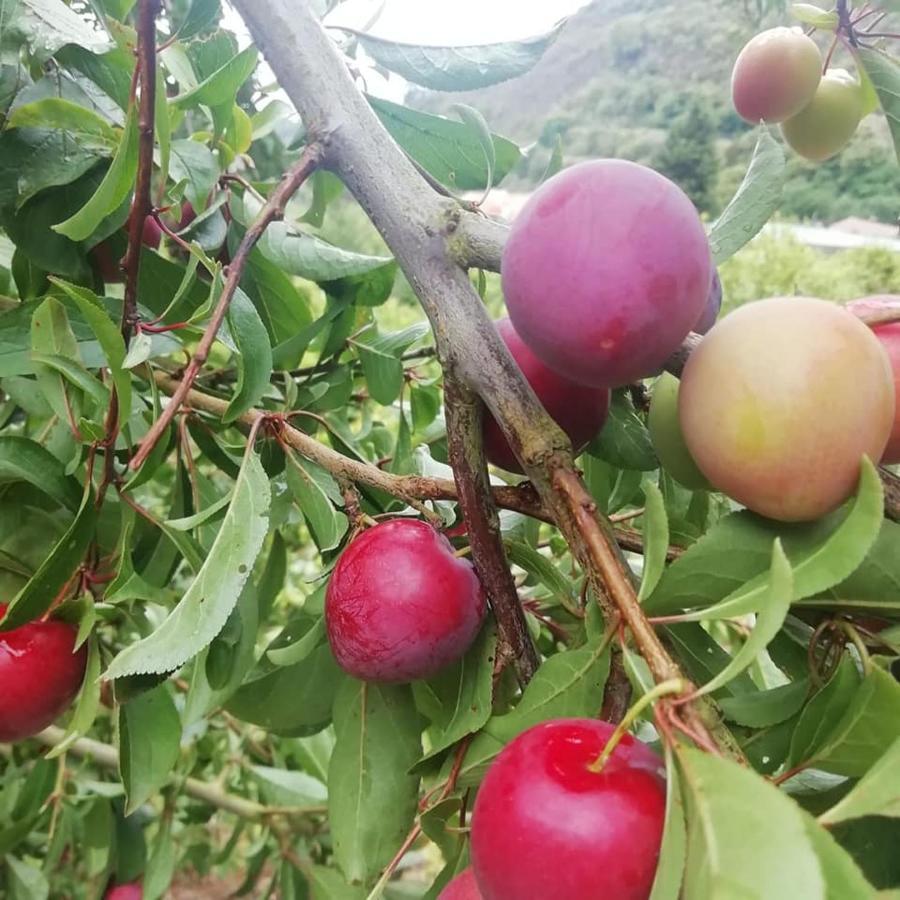 Finca Los Arcos Del Laurel 모야 외부 사진