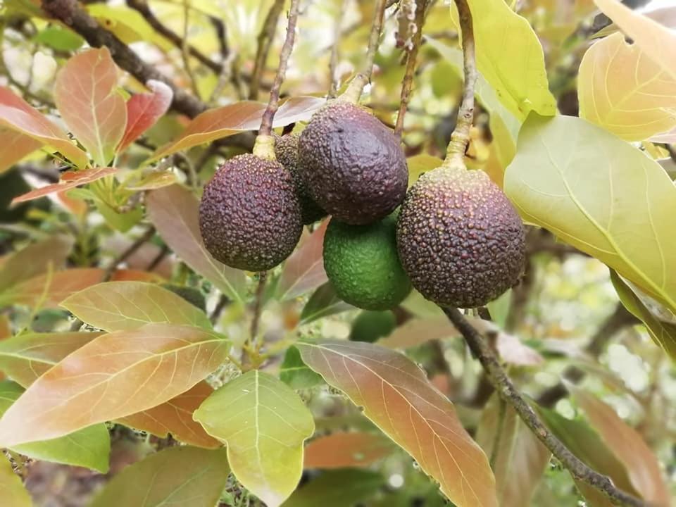 Finca Los Arcos Del Laurel 모야 외부 사진