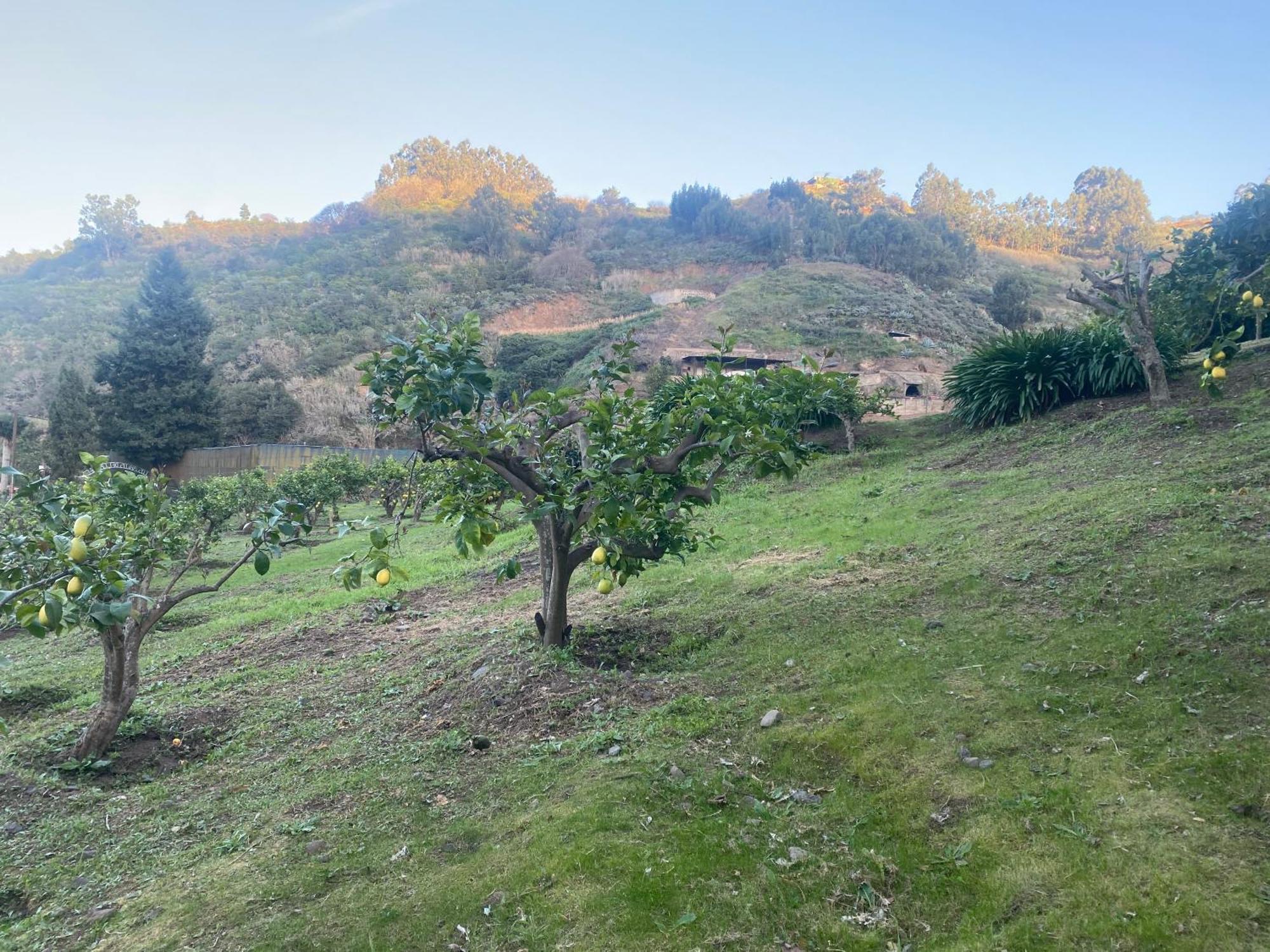 Finca Los Arcos Del Laurel 모야 외부 사진