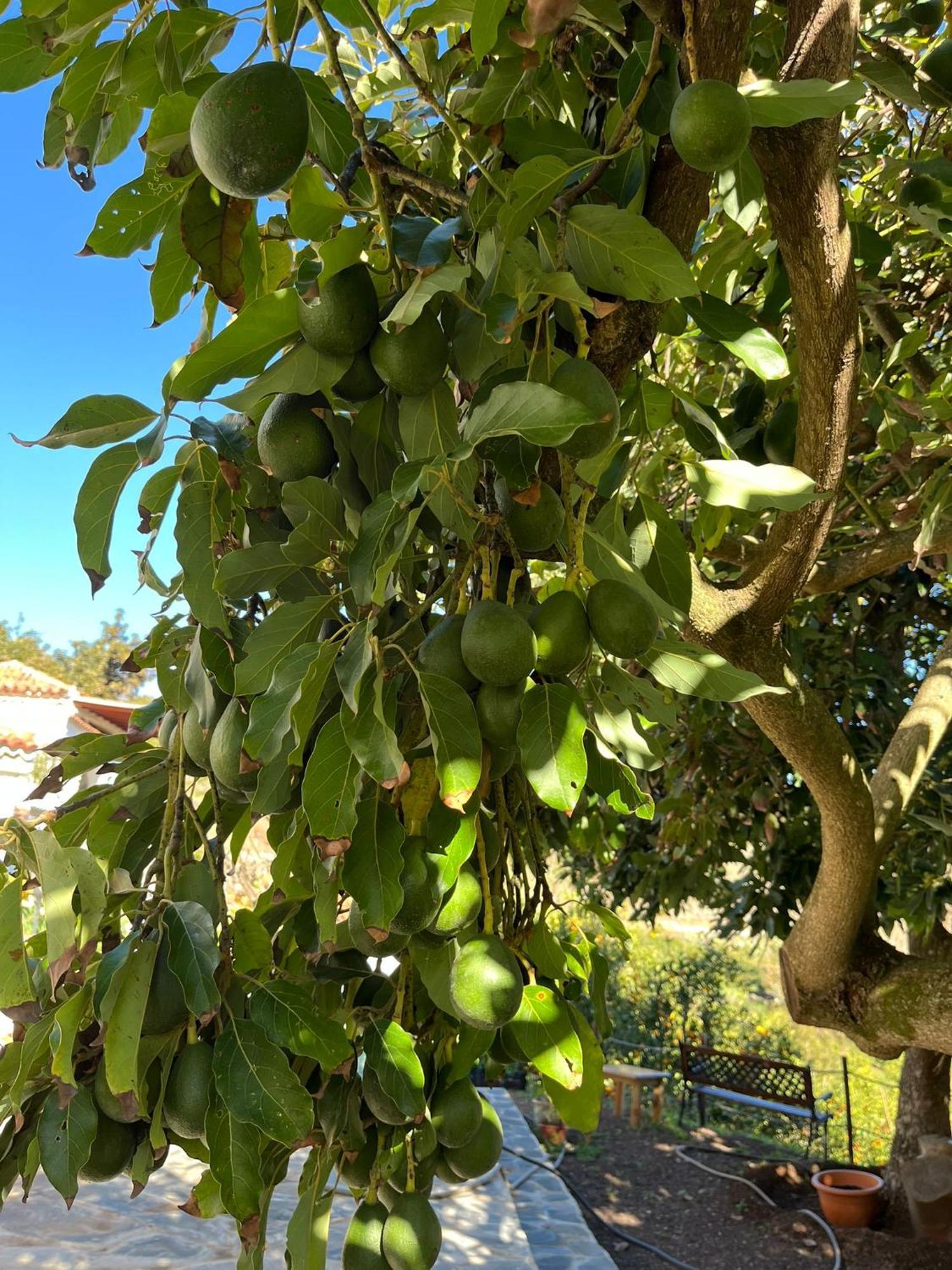 Finca Los Arcos Del Laurel 모야 외부 사진