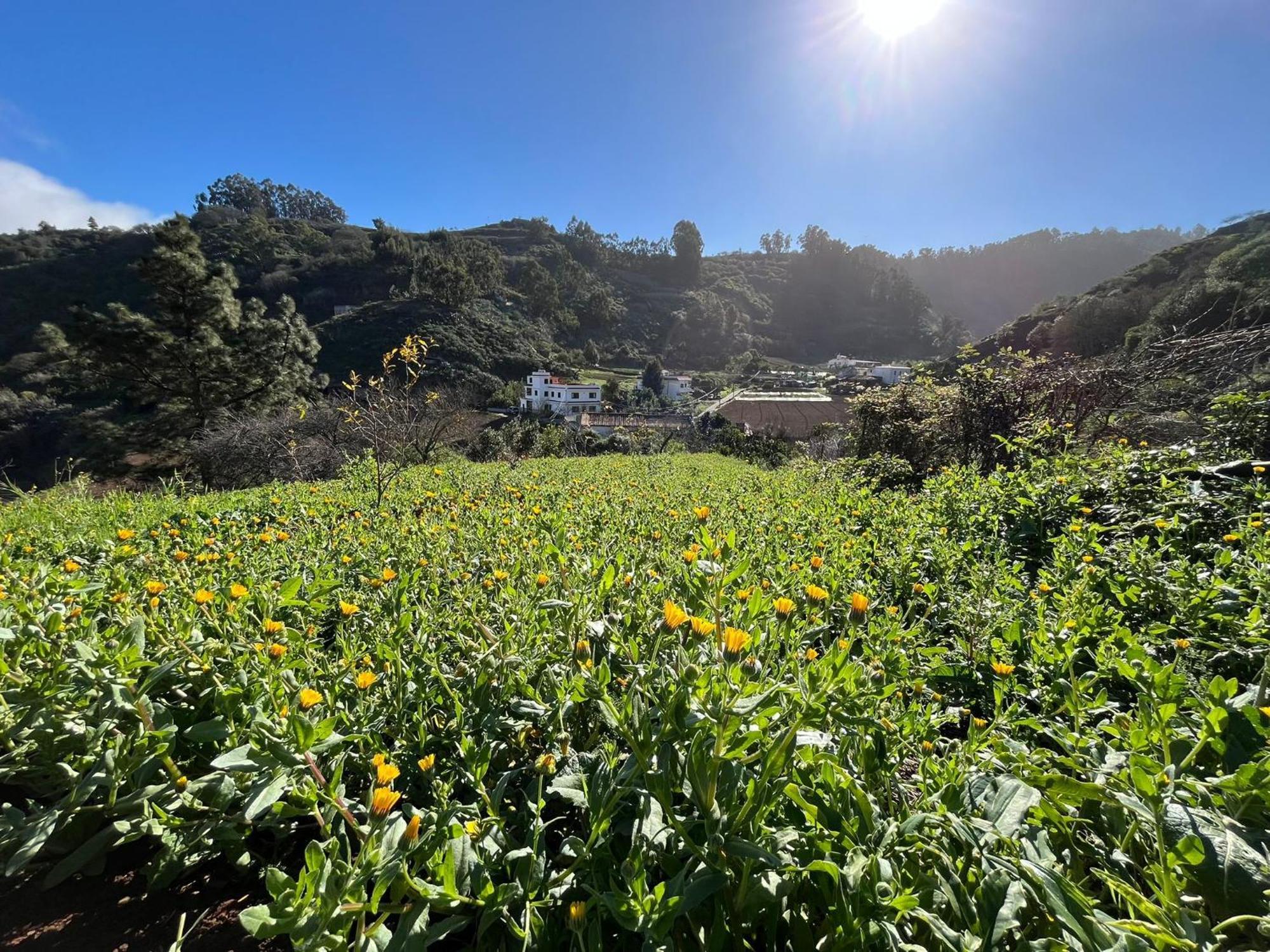 Finca Los Arcos Del Laurel 모야 외부 사진